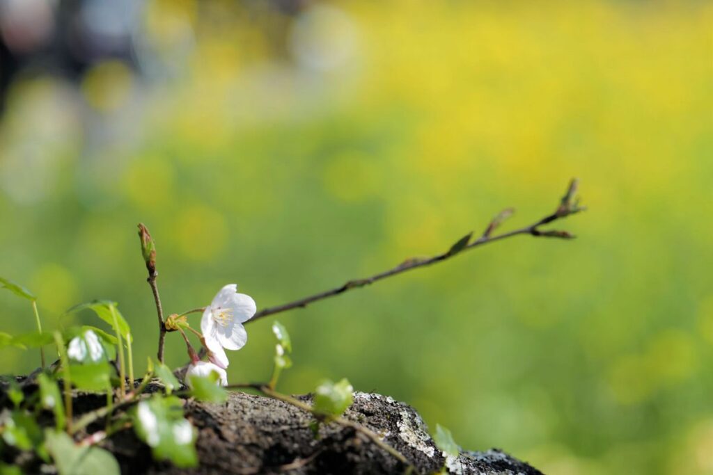 LUMIX S PRO 50mm F1.4 で撮られた作例