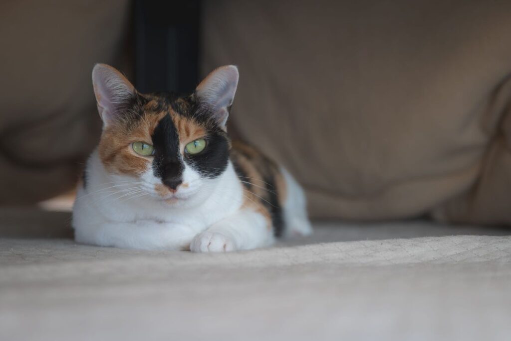 LUMIX S PRO 70-200mm F4 O.I.S. で撮った作例