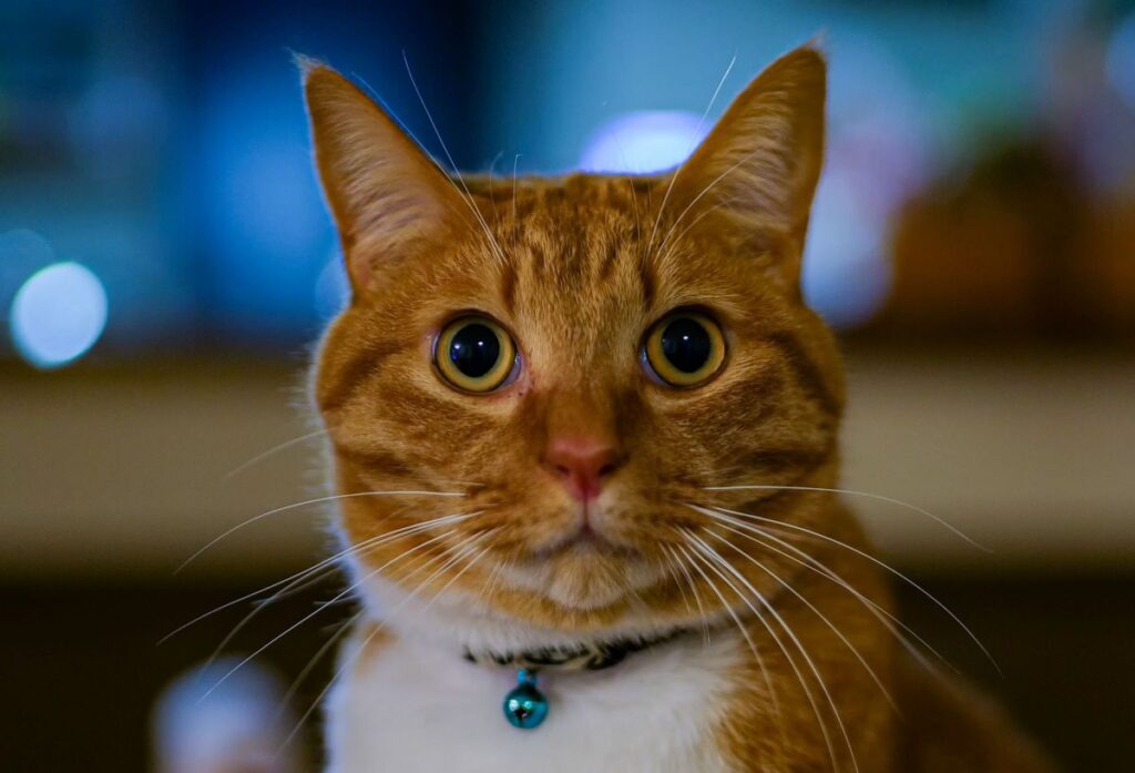 SIGMA 35mm F1.2 DG DN | Art で撮られた作例