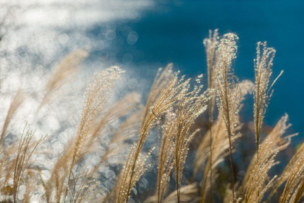 LUMIX S 24-105mm F4 MACRO O.I.S.で撮影された写真