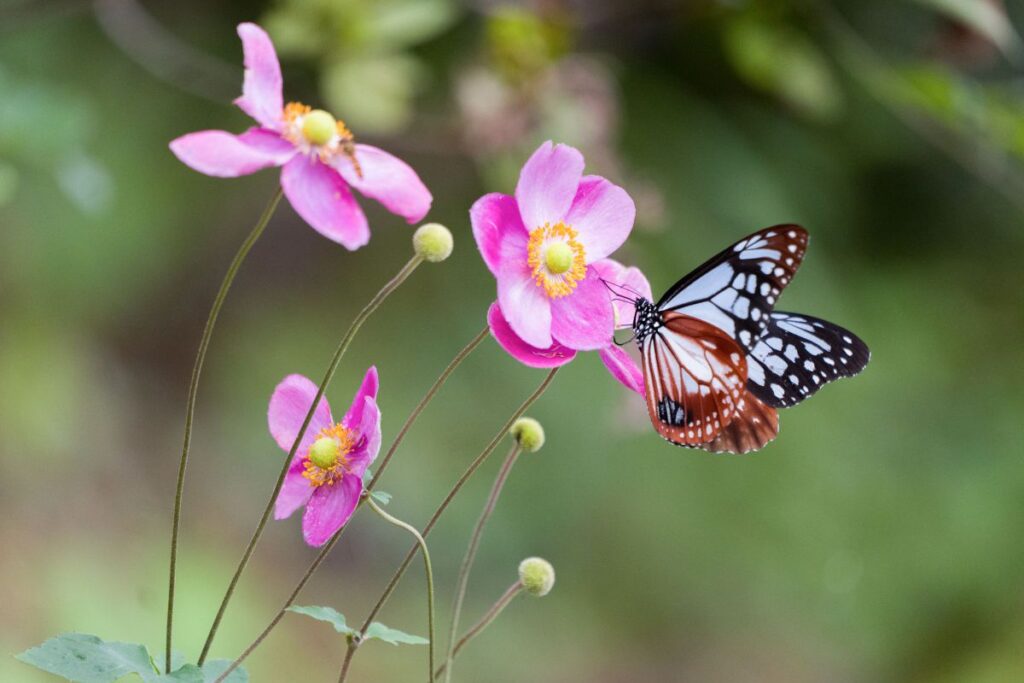 LUMIX S 70-300mm F4.5-5.6 MACRO O.I.S.で撮った作例