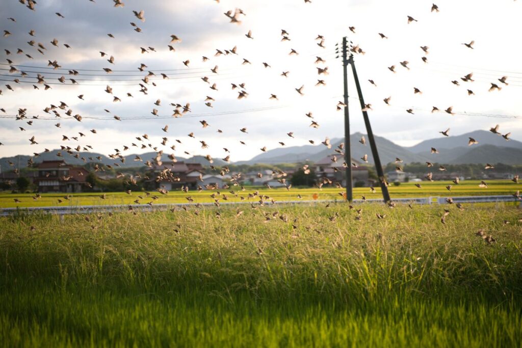 85mm F1.4 DG DN|Art で撮られた作例