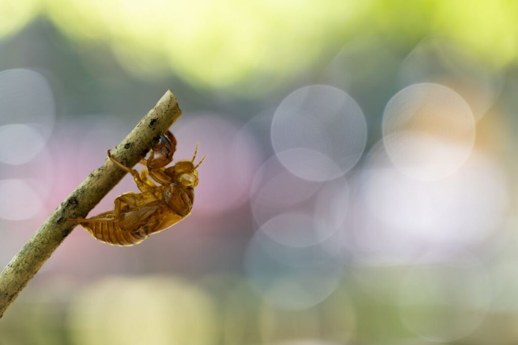 LUMIX S 24-105mm F4 MACRO O.I.S.で撮影された写真